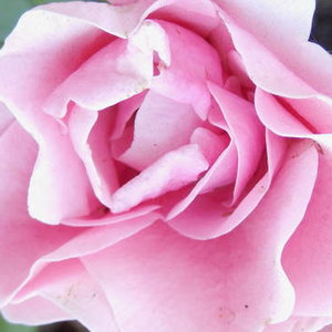 Narudžba ruža - floribunda ruže - ružičasta - Rosa  Nagyhagymás - bez mirisna ruža - Márk Gergely - Posađeno na pravom mjestu, zahvaljujući snažnom rastu, bez problema, sam može brinuti o sebi